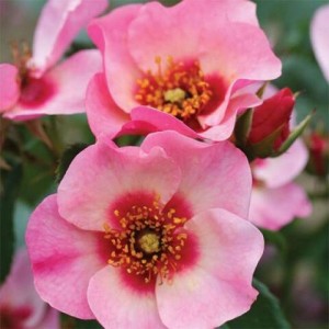 BRIGHT AS A BUTTON (floribunda)